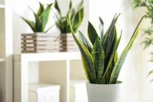 Sansevieria: scopri la pianta che purifica l'aria e combatte l'umidità