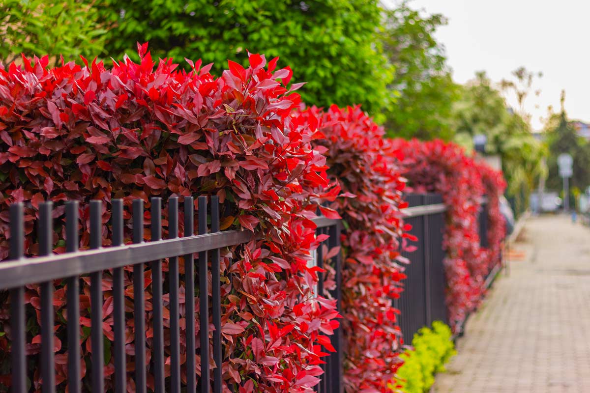La Photinia rossa