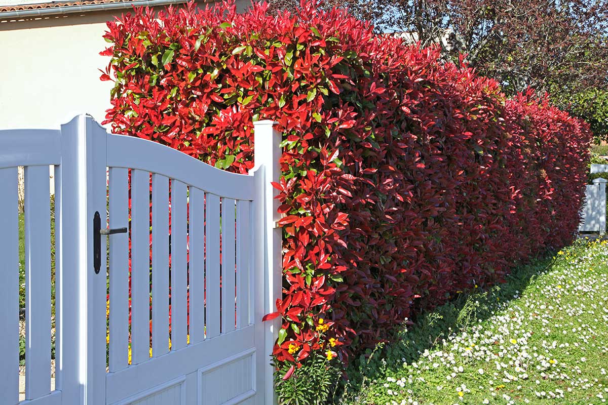 Siepe di Photinia rossa.