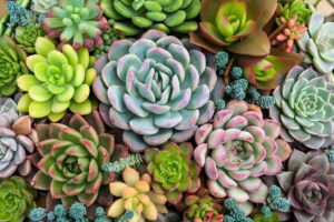 Aggiungi sale al terreno delle succulente: ecco cosa succede