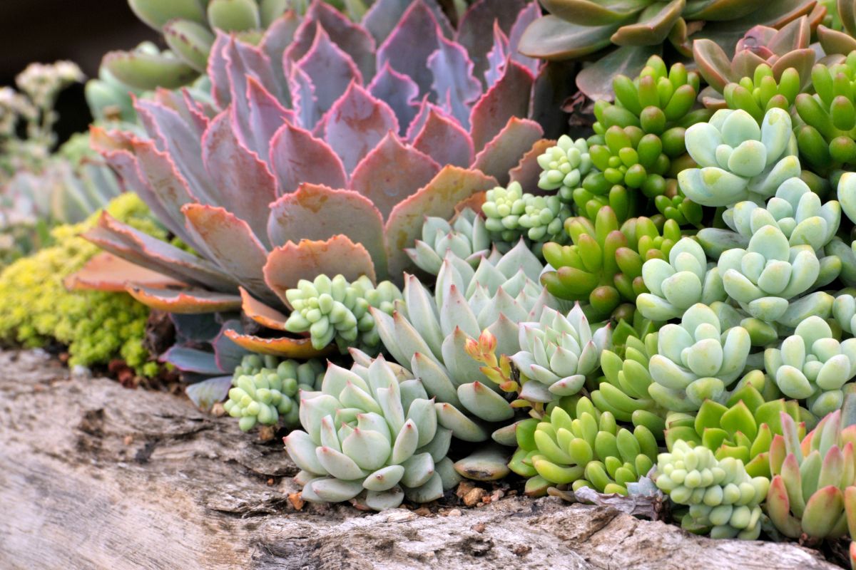 Perché mettere sale nel terreno delle piante succulente