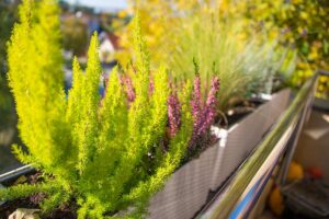 Balcone fiorito in autunno - inverno: le 5 specie perenni che non possono mancare