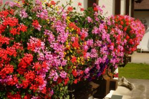I fiori estivi che resistono al caldo: le 7 varietà che non sbagliano mai