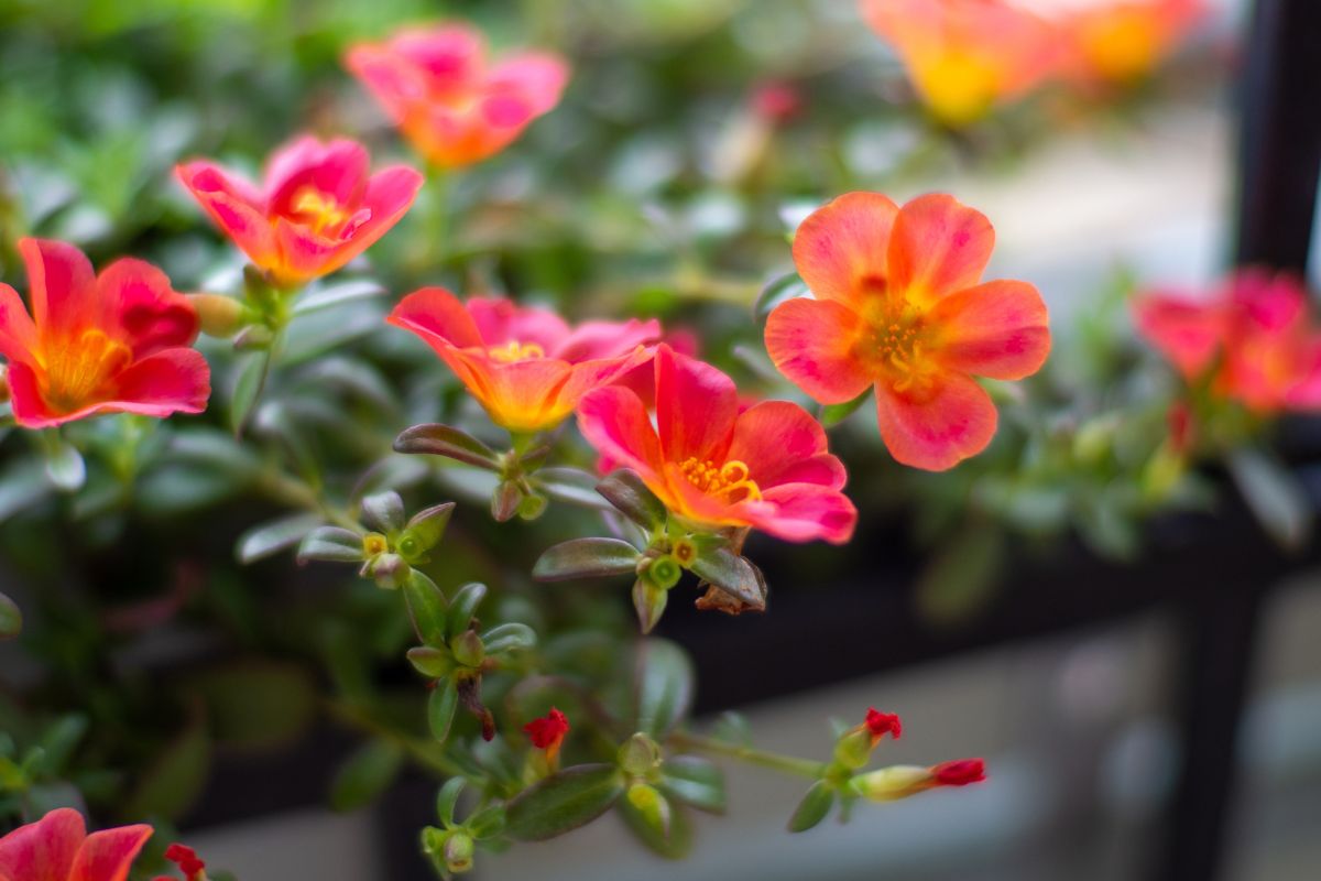 fiori estivi
