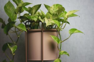 Pothos in bagno: la pianta che ama l’umidità e purifica l’aria