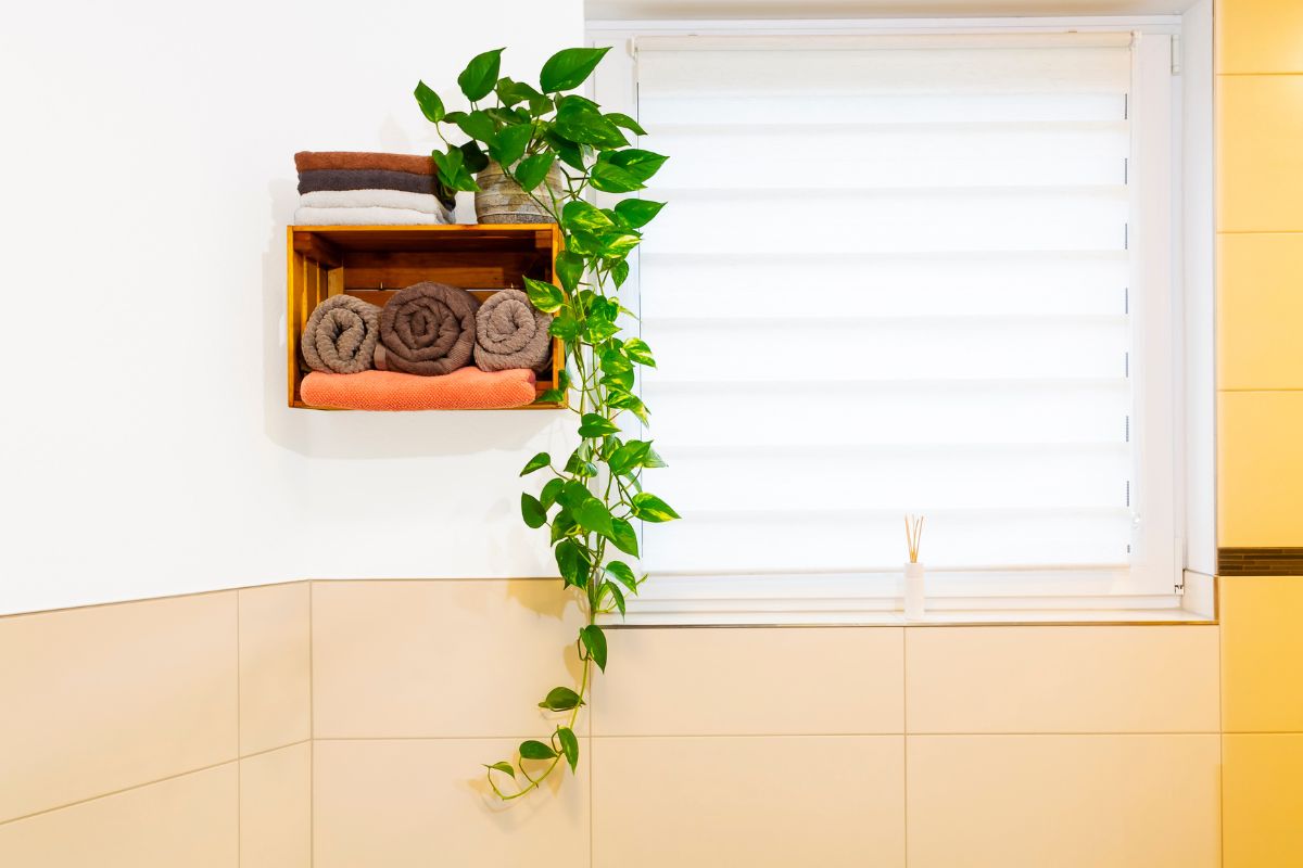 Pothos in bagno