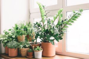 Decorare con piante da interno: creare un'oasi verde in casa