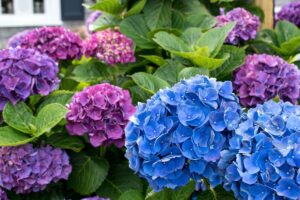 Ortensia in fiore: i 3 errori da evitare a giugno per non rovinarla