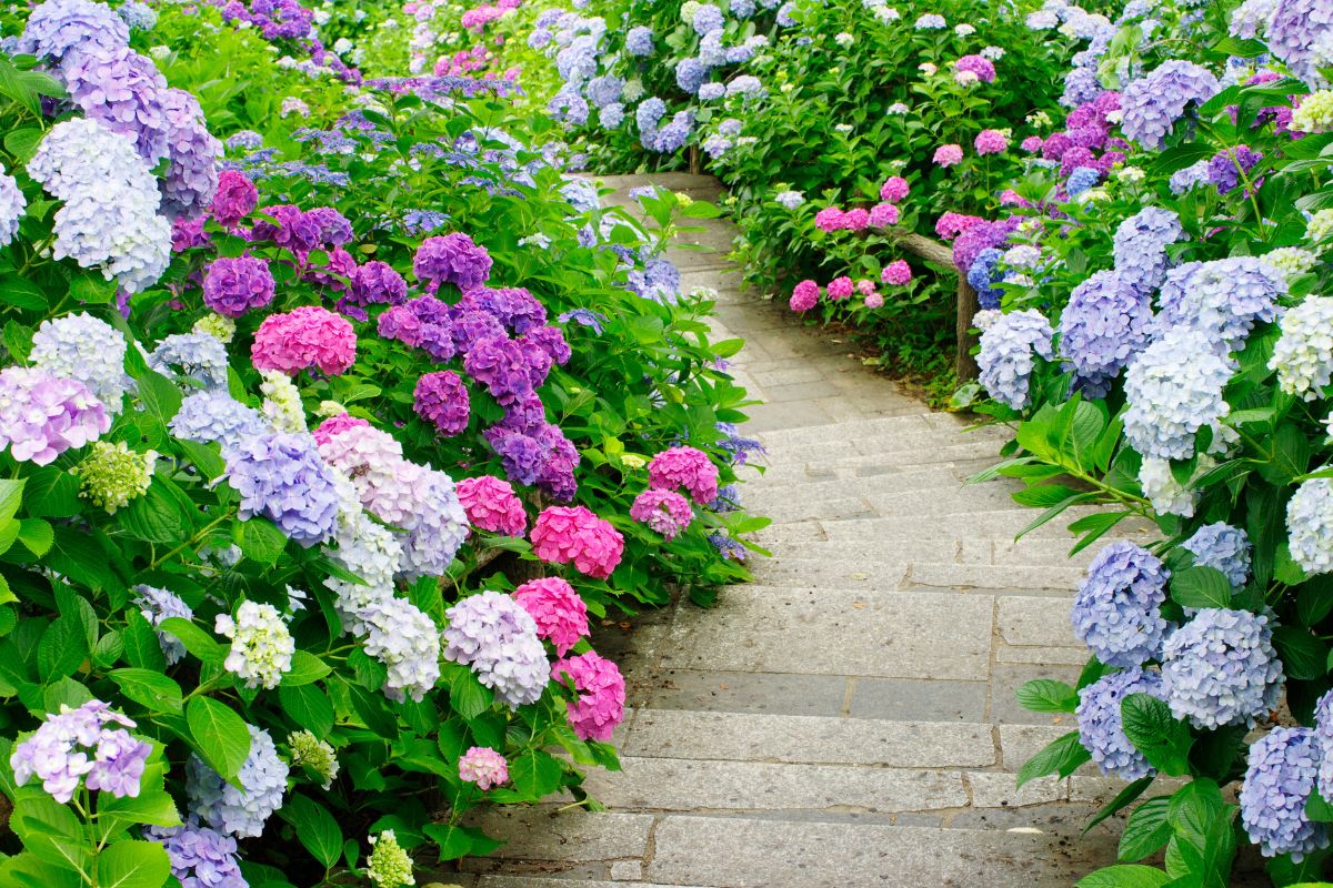 errori da non fare con le ortensie