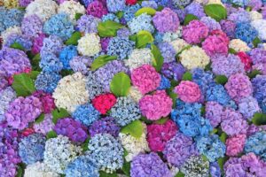 Ortensie mai viste così: il fertilizzante naturale che le trasforma in nuvole colorate