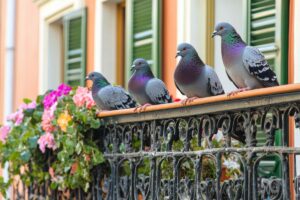 Piccioni sul balcone? I 4 sistemi infallibili per tenerli lontani in modo naturale