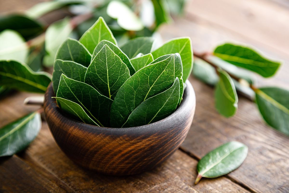 I 2 ingredienti naturali che tengono lontane le blatte dalle finestre