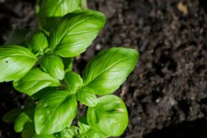 L’errore che rovina il basilico a giugno