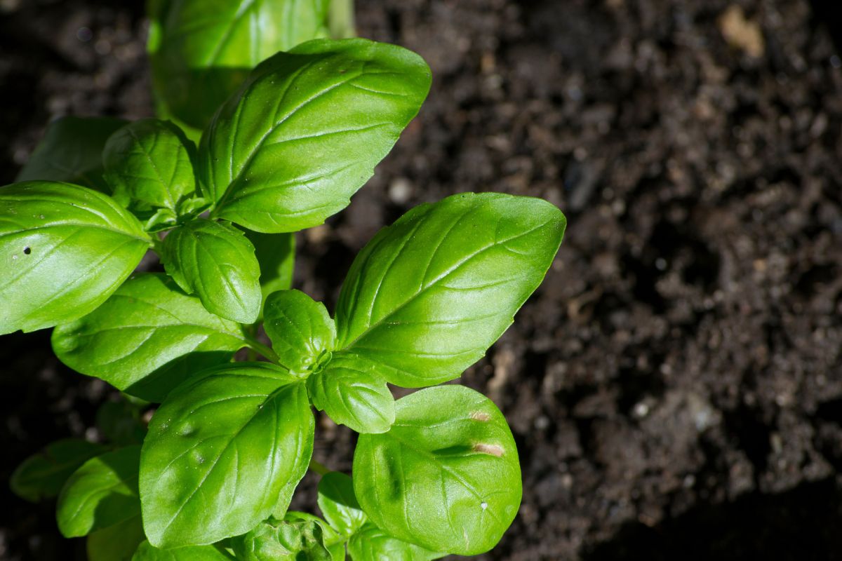 L’errore che rovina il basilico a giugno