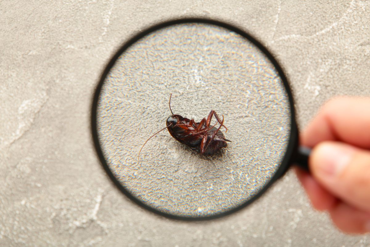 Blatte in casa d’estate