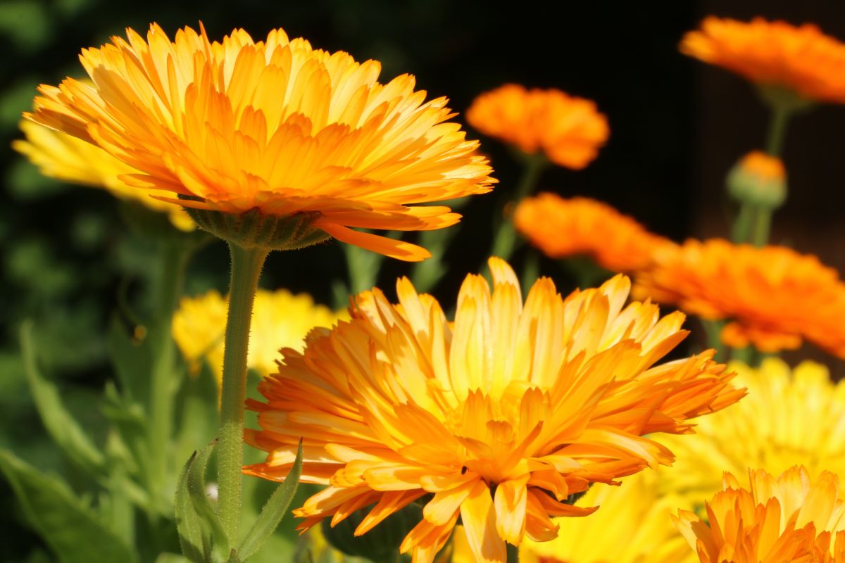 I fiori da seminare a giugno per vedere i risultati a luglio
