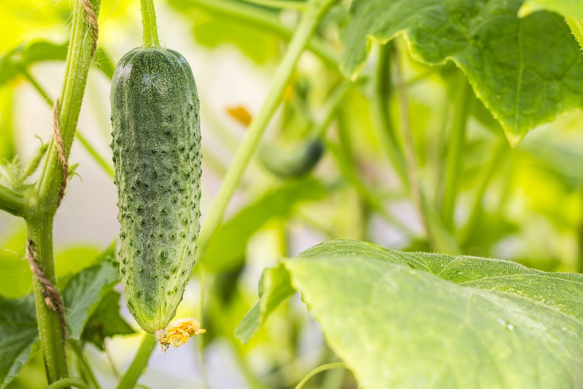 Cetrioli nell’orto