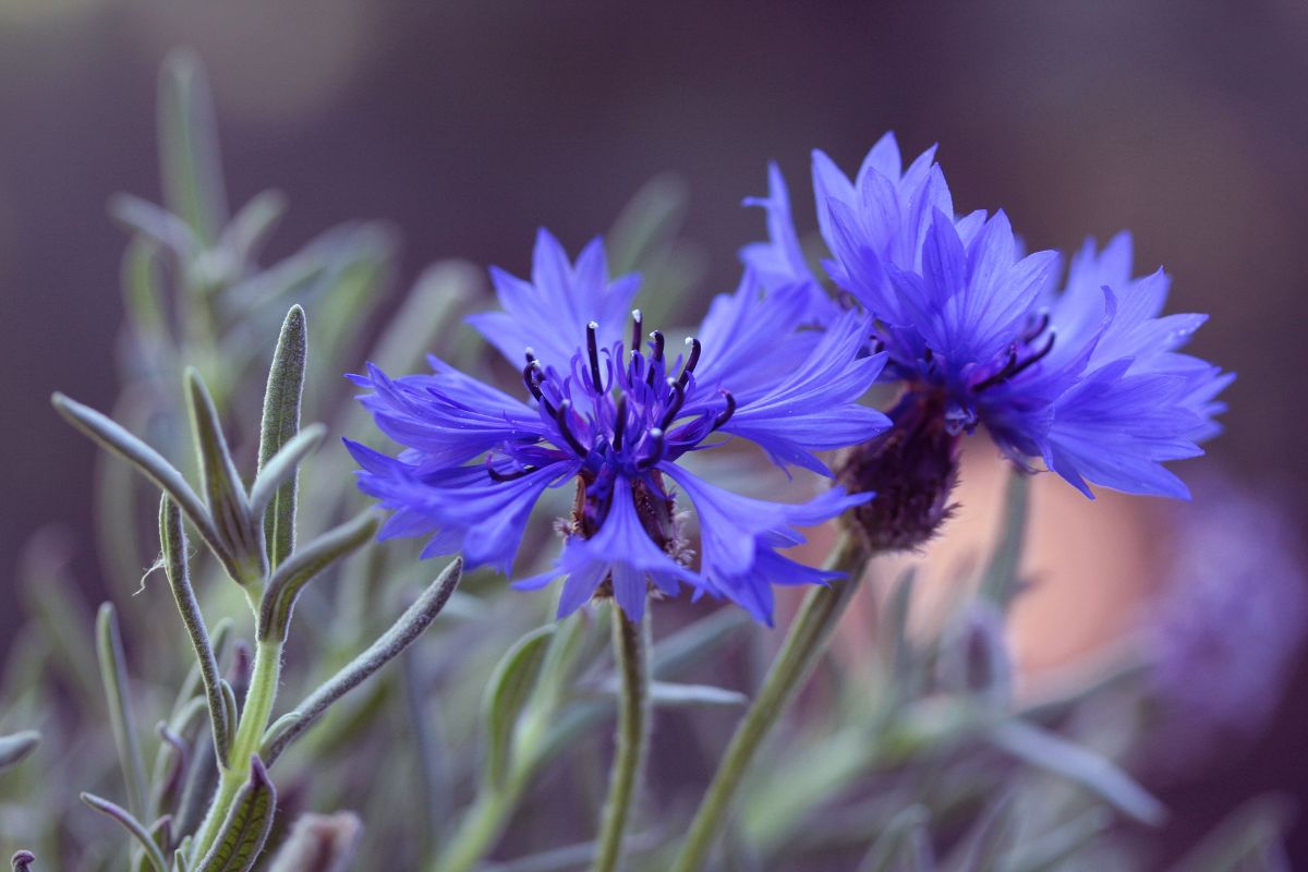 I fiori che attirano le farfalle a giugno (e resistono al caldo)
