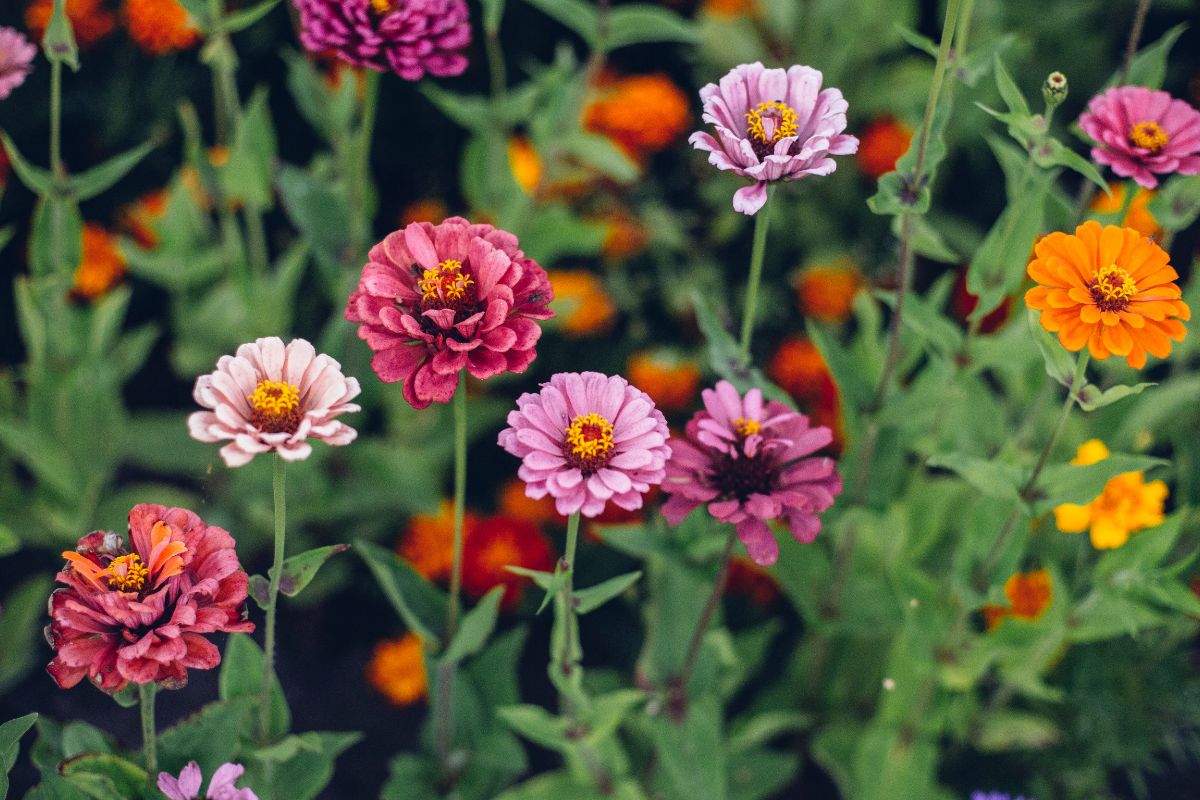 Aiuole estive: come rinnovarle a fine giugno con fiori che durano fino ad agosto