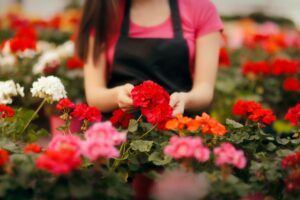 I fiori da seminare a giugno