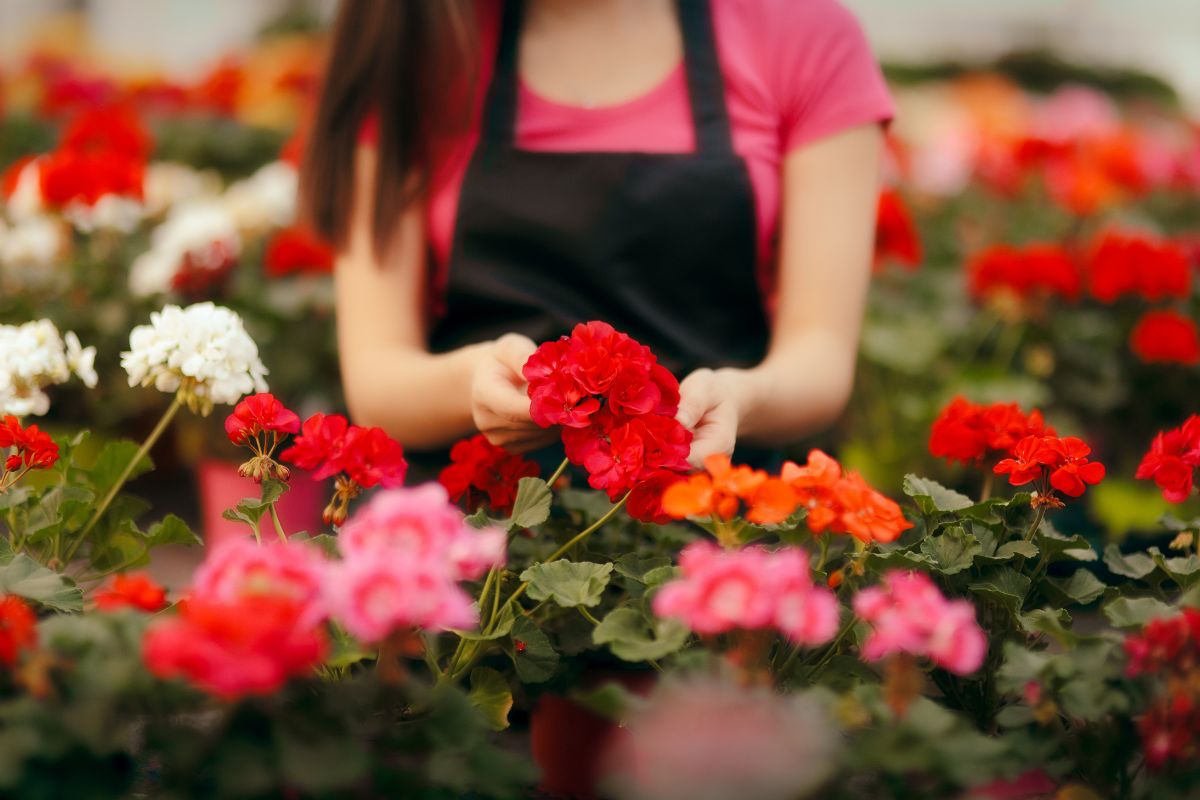 I fiori da seminare a giugno