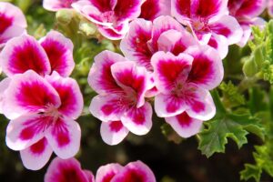 Gerani in fiore