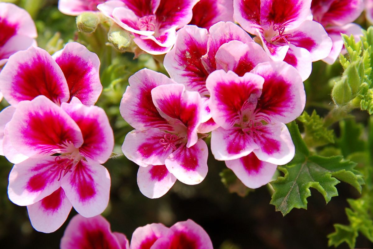 Gerani in fiore