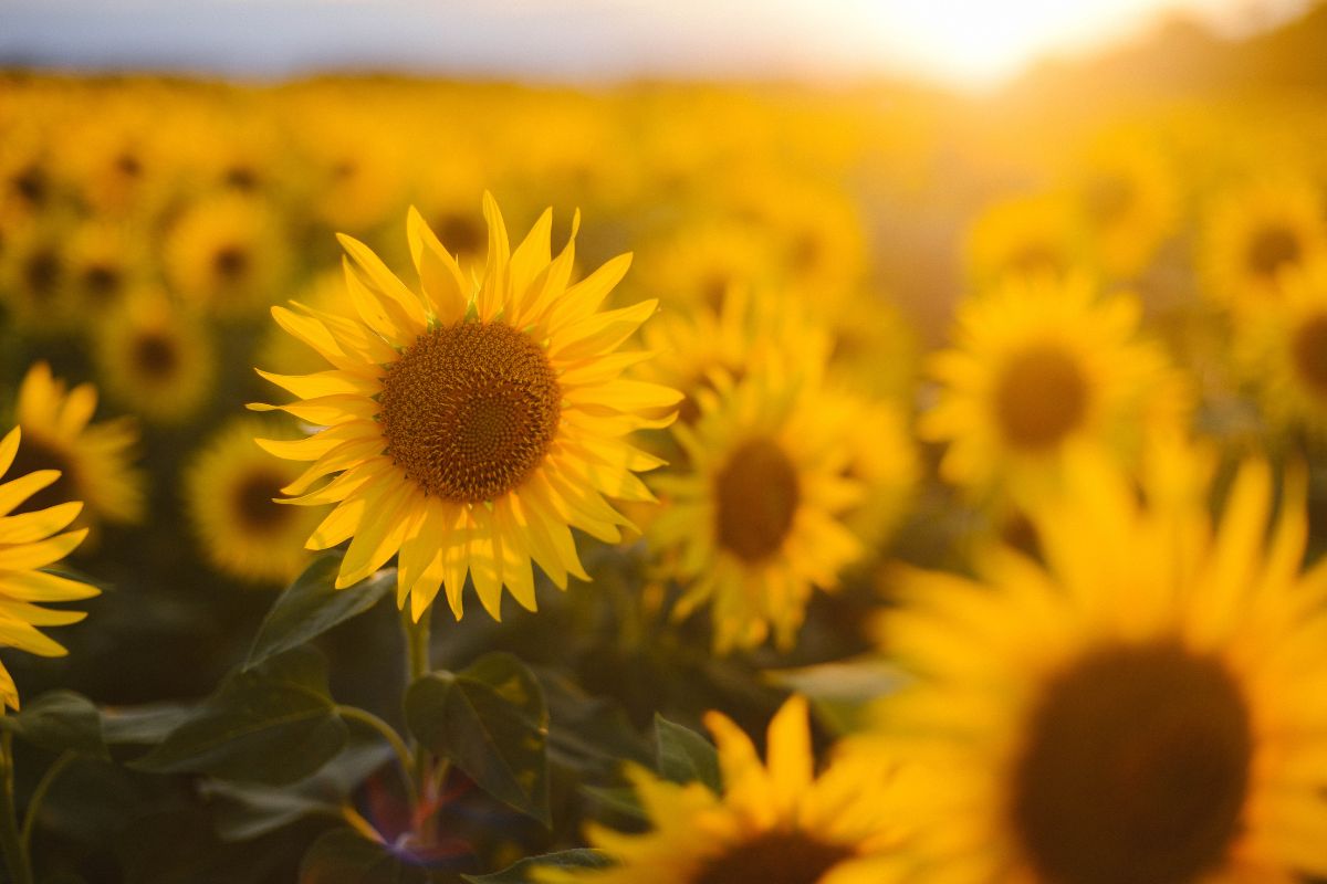 Girasoli: perché piantarli proprio ora e come aiutarli a crescere dritti