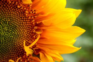 Girasoli: perché piantarli proprio ora