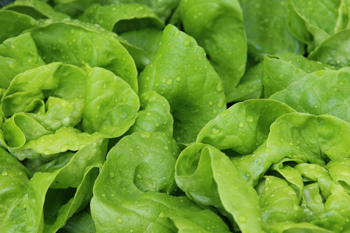 Insalata da taglio: l’errore che rallenta la ricrescita (e come evitarlo)