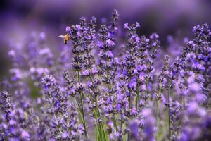 Lavanda a giugno