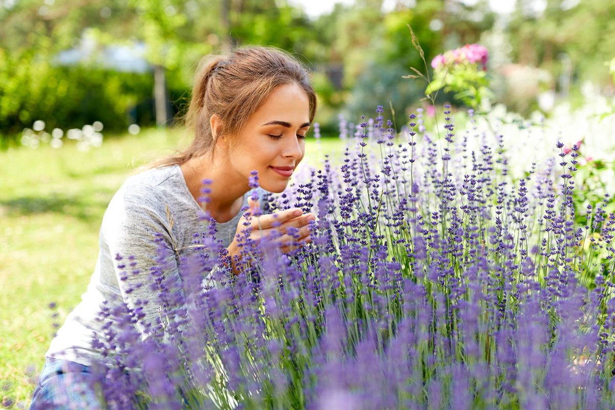 Lavanda a giugno: errori da evitare se vuoi un cespuglio profumato