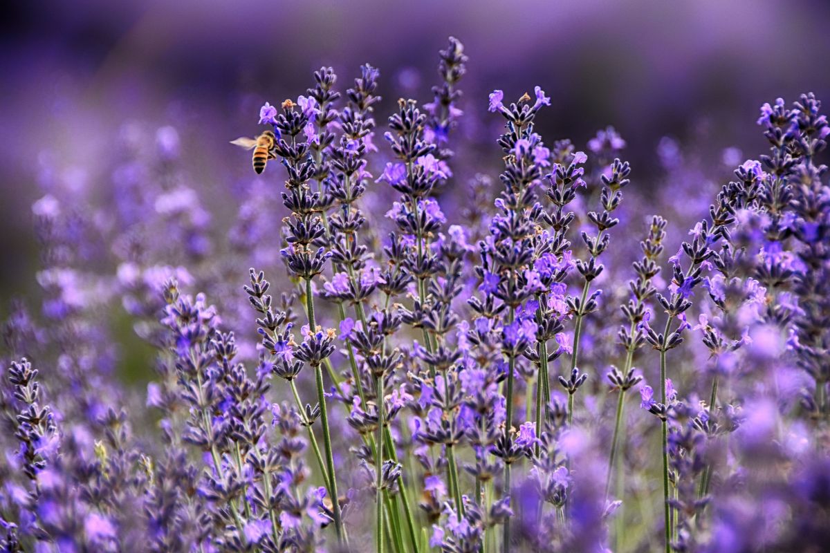 Lavanda a giugno