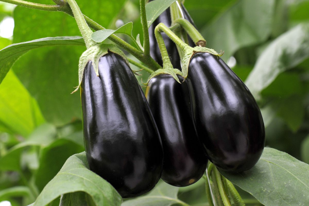 Melanzane in vaso: cosa controllare a fine giugno per evitare marciume
