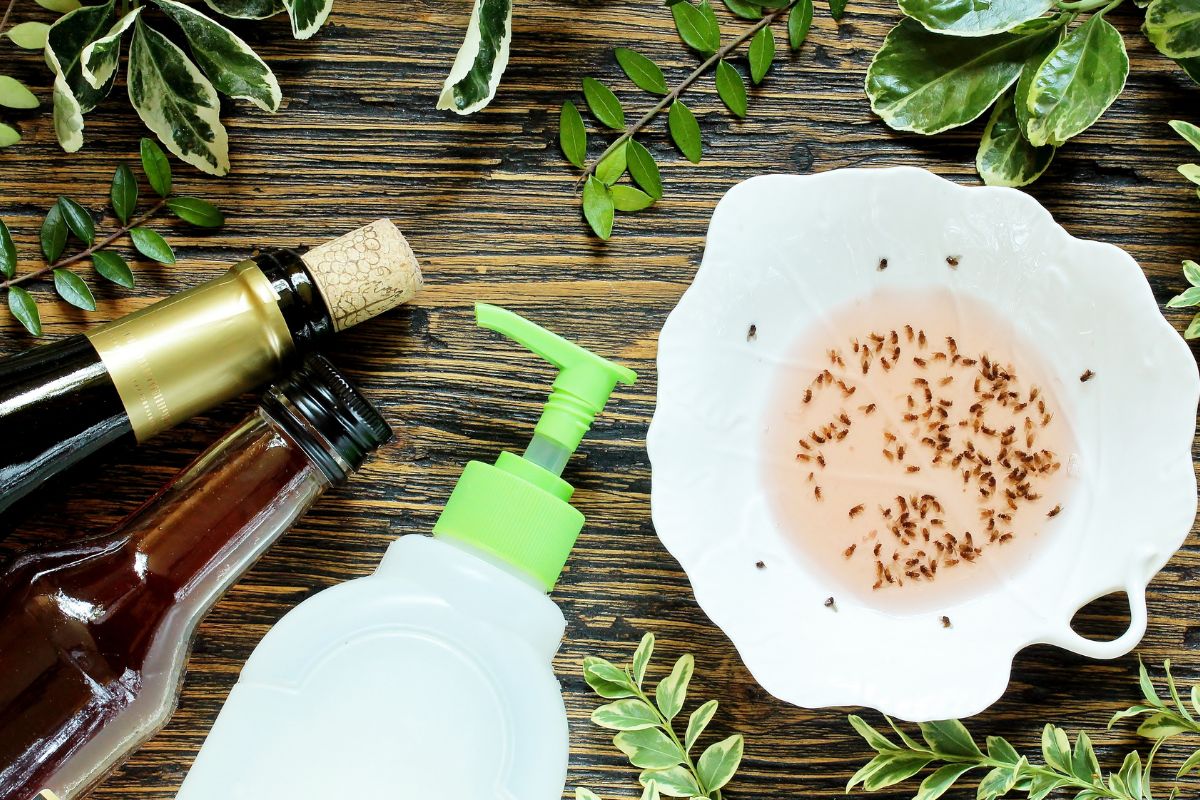 Come eliminare i moscerini in cucina con una trappola naturale