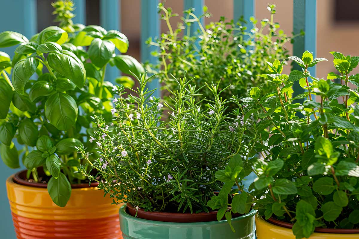 Piante aromatiche sul balcone d'estate