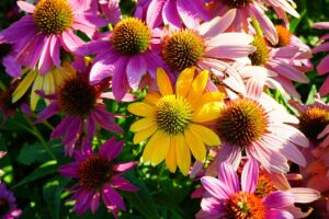 5 piante che resistono al sole