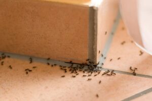 Formiche in casa? Il rimedio naturale