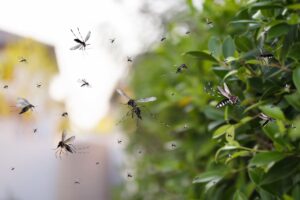Come tenere le zanzare fuori casa
