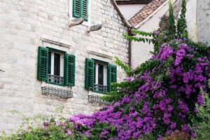 Come proteggere la bouganville dal sole cocente