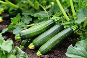 Curare le zucchine a luglio