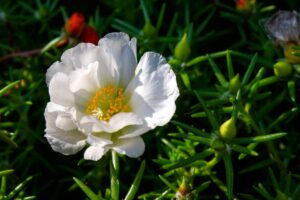come coltivare la portulaca in estate