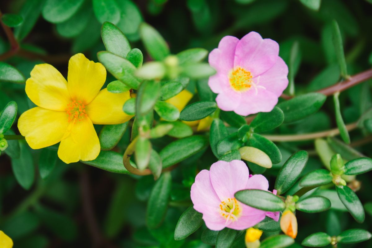 Il fiore perfetto per chi ha poco tempo: come coltivare la portulaca in estate