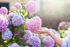 Come proteggere le ortensie dal sole diretto in piena estate