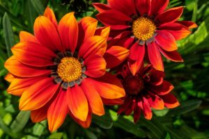 I fiori che resistono fino a settembre anche sotto il sole cocente