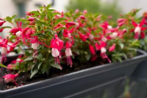 Fucsia in vaso: dove posizionarla a luglio per evitare che si secchi
