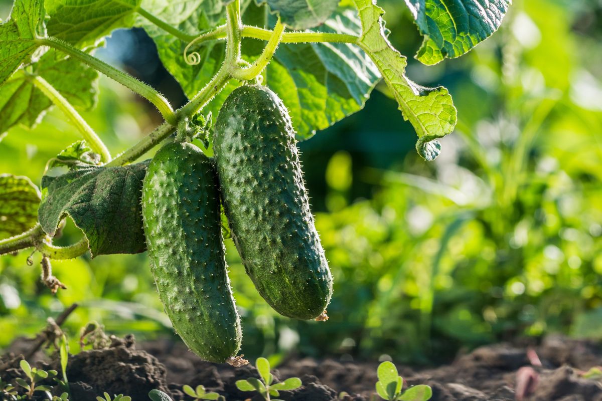 come evitare malattie fungine a zucchine e cetrioli