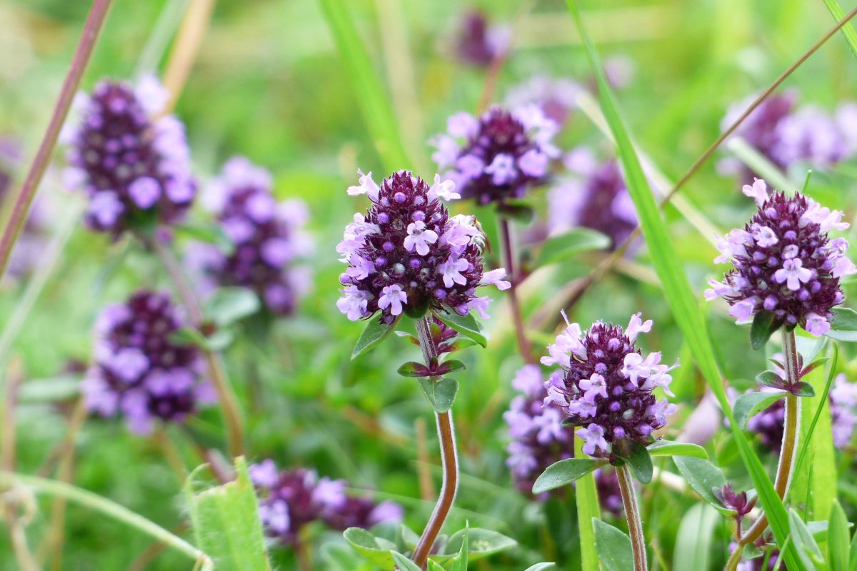 Le aromatiche che amano il caldo e tengono lontani gli insetti