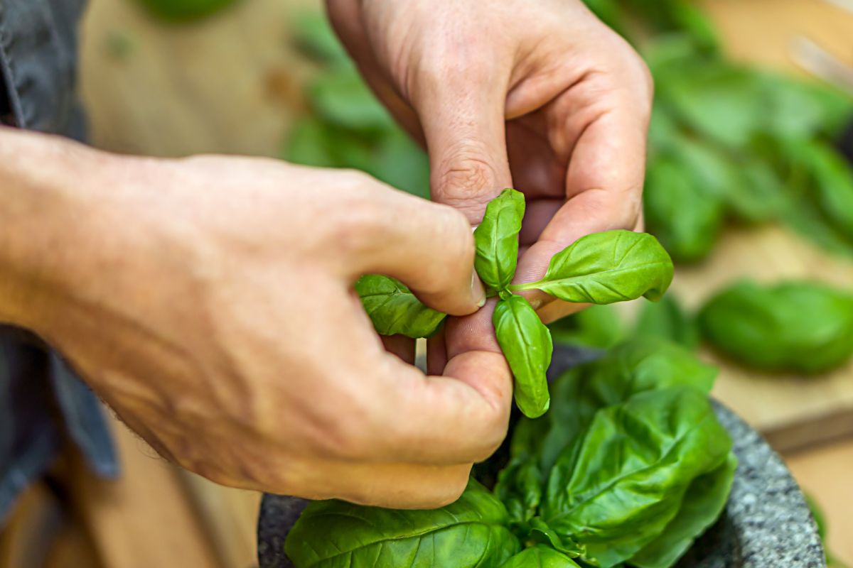 Basilico che cresce lento a luglio? I 2 motivi più comuni (e come risolverli)