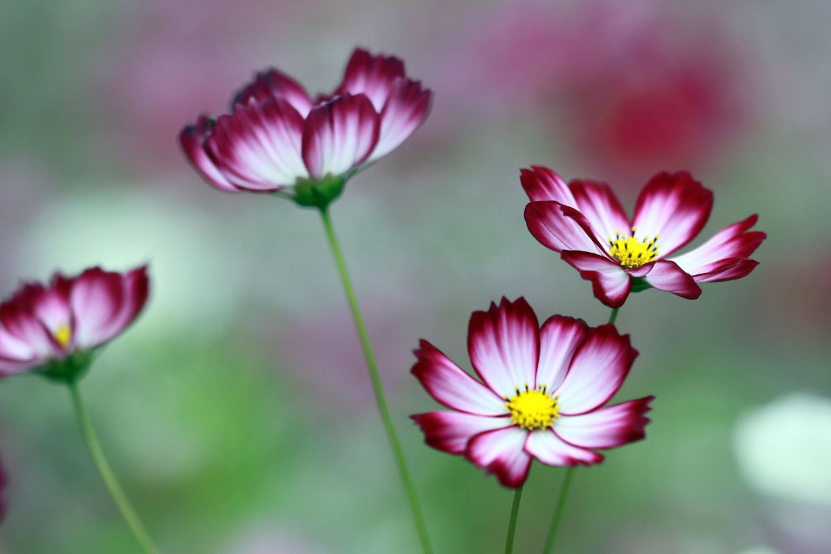 Cosmos: i fiori facili che resistono al sole e riempiono il balcone di colore